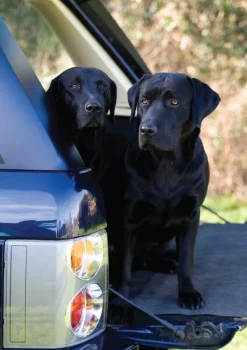 Charles Sainsbury Plaice Stationery<Black Labrador Notecards by Charles Sainsbury-Plaice