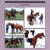 Quiller Publishing Books<Book Threshold Guide No.41. Starting Endurance Riding