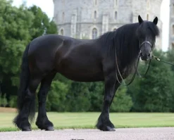 Breyer Toys<Carltonlima Emma - The Queen's Pony