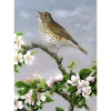 Charles Sainsbury Plaice Stationery<Greeting Card - Song Thrush & Apple Blossom by Dick Twinney
