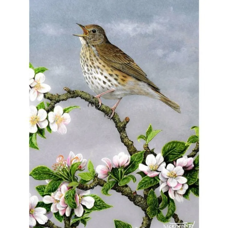 Charles Sainsbury Plaice Stationery<Greeting Card - Song Thrush & Apple Blossom by Dick Twinney