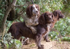 Charles Sainsbury Plaice Stationery<Greeting Card - Working Dogs by Charles Sainsbury-Plaice