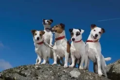 Charles Sainsbury Plaice Stationery<Greeting Card - Working Dogs by Charles Sainsbury-Plaice