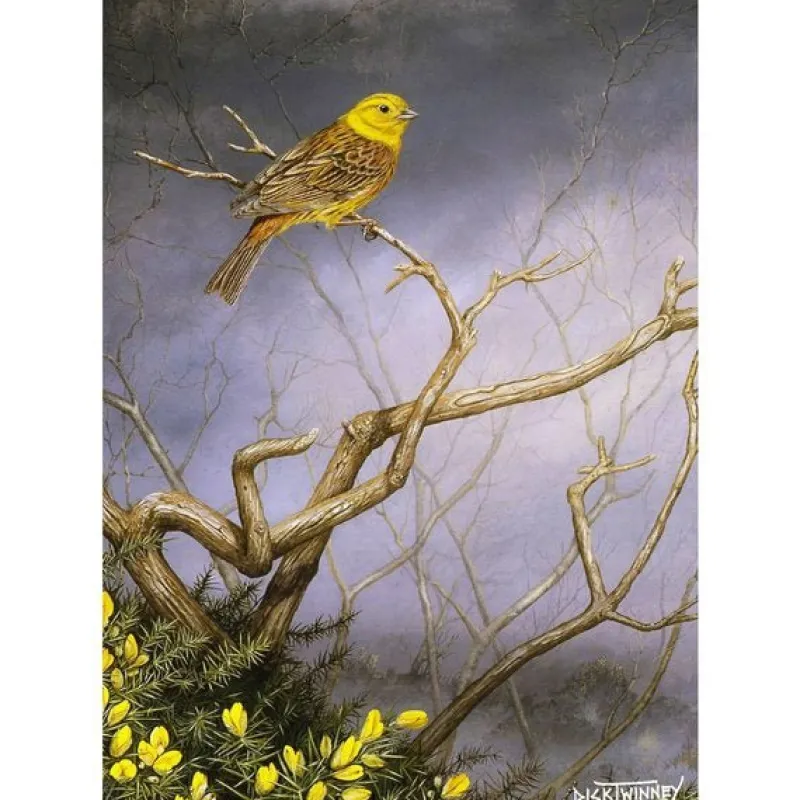 Charles Sainsbury Plaice Stationery<Greeting Card - Yellowhammer & Gorse by Dick Twinney