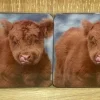 Du0026C Supplies Homeware<Highland Calf Coaster Pack Of 6