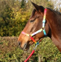 Hy equestrian Horse Wear Accessories|Head Collars<Ombre Head Collar and Lead Rope