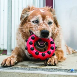 Trilanco Dog Toys<Kong Dotz Circle