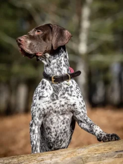 LeMieux Collars And Leads<Ascot Rope Dog Collar