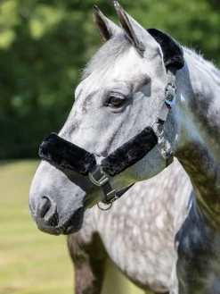 LeMieux Head Collars<Comfort Headcollar