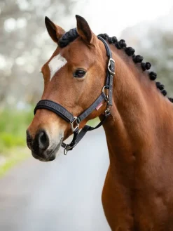 LeMieux Head Collars<Logo Headcollar AW24