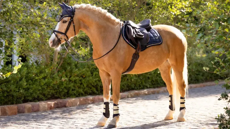 LeMieux Saddlepads & Numnahs<Loire Classic Close Contact Square SS25