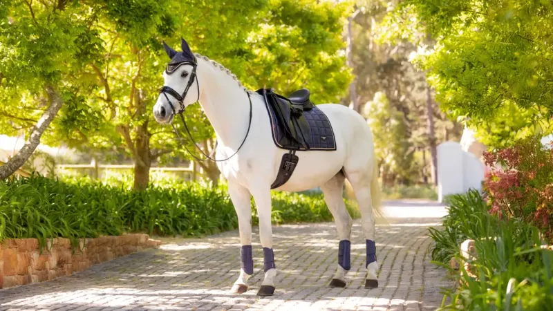LeMieux Saddlery Accessories|Saddlepads & Numnahs<Loire Classic Dressage Square SS25