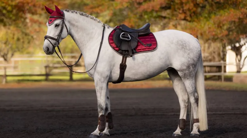 LeMieux Saddlepads & Numnahs<Loire Satin Classic Close Contact Square AW24