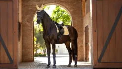 LeMieux Saddlepads & Numnahs|Riding Accessories<Suede Dressage Square SS25