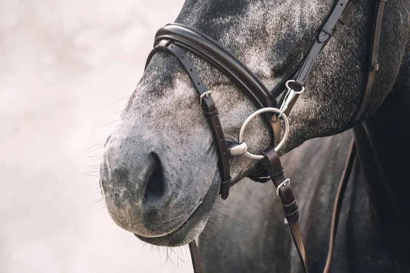 Schockemohle Sports Bridles<Schockemohle Stuttgart Bridle